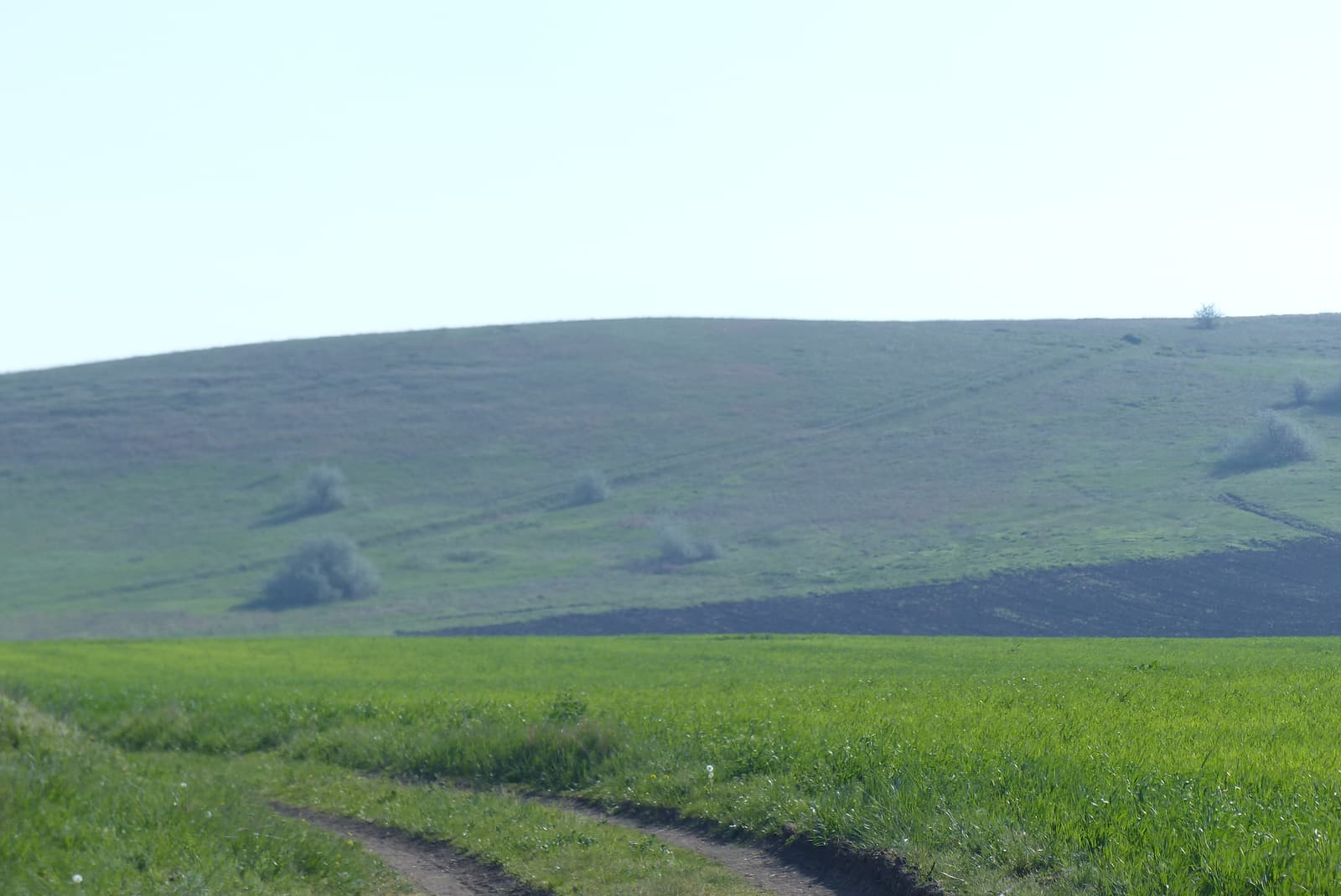 Ein Feldweg durch die grünen Hügel der Budschak-Steppe im Frühling