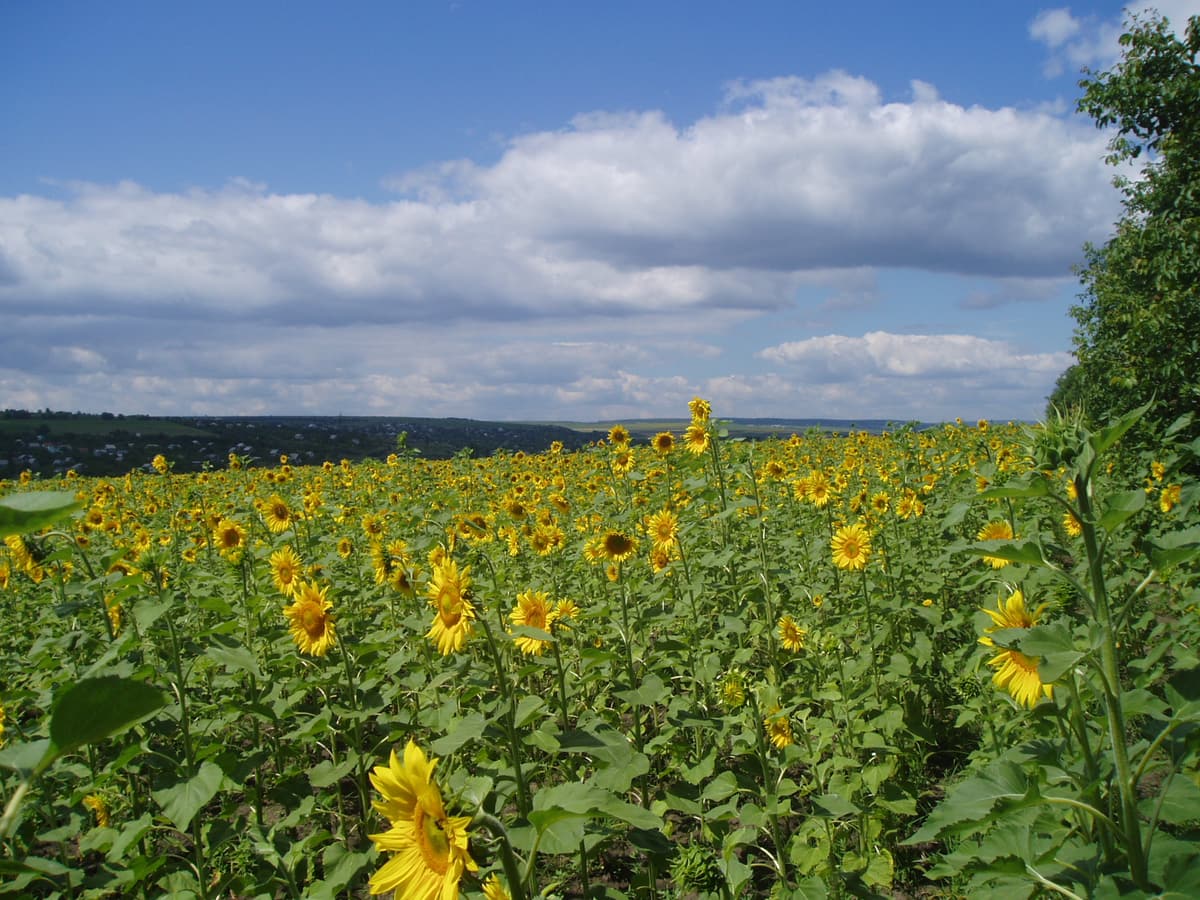 Ein blühendes Sonnenblumenfeld in Moldau