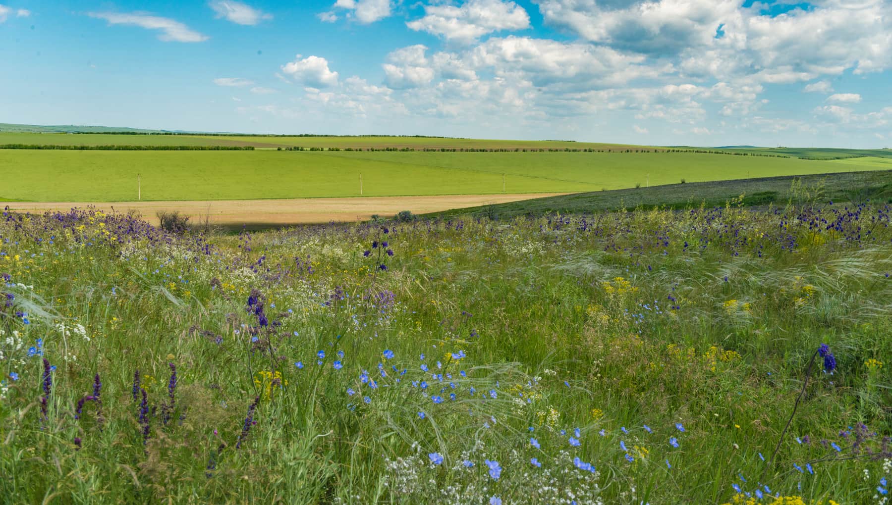 Blühendes Steppengrasland und sanft gewellte Felder unter weitem Himmel in der Budschak-Steppe Gagausiens